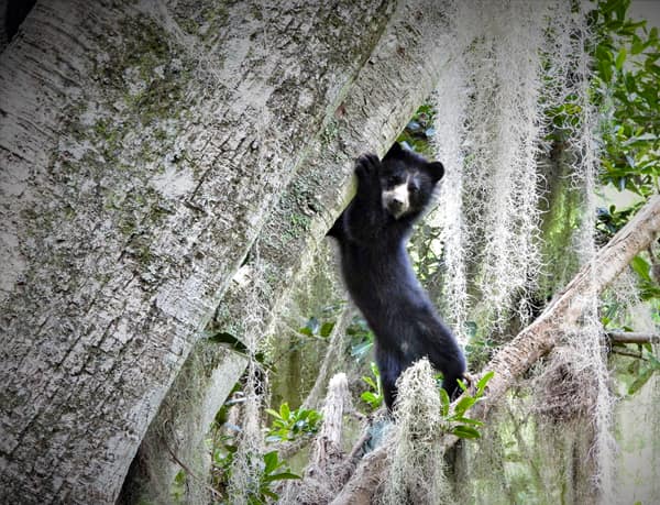A wild Spectacled Bear in the Ecuadorian cloud forest