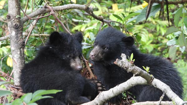 A wild Spectacled Bear in the Ecuadorian cloud forest