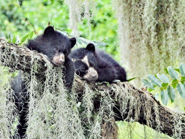 A wild Spectacled Bear in the Ecuadorian cloud forest