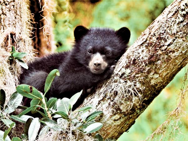 A wild Spectacled Bear in the Ecuadorian cloud forest