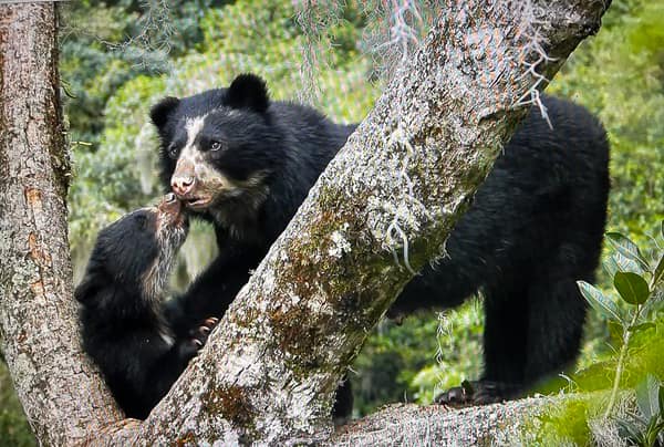 A wild Spectacled Bear in the Ecuadorian cloud forest