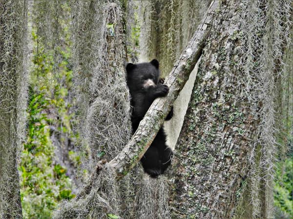 A wild Spectacled Bear in the Ecuadorian cloud forest