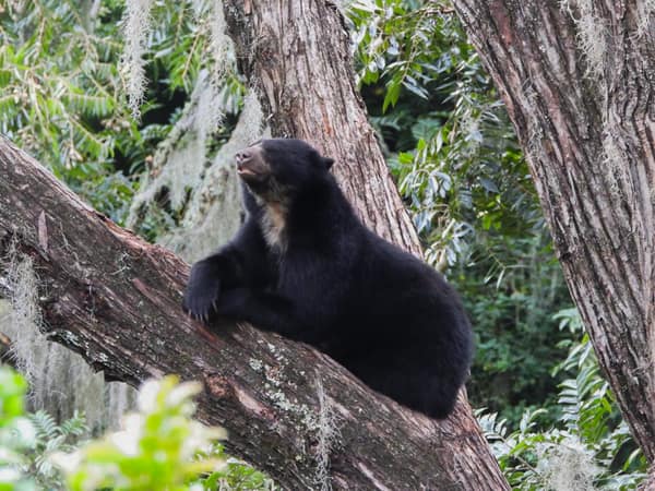 A wild Spectacled Bear in the Ecuadorian cloud forest