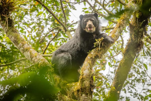 A wild Spectacled Bear in the Ecuadorian cloud forest