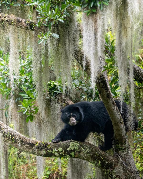 A wild Spectacled Bear in the Ecuadorian cloud forest