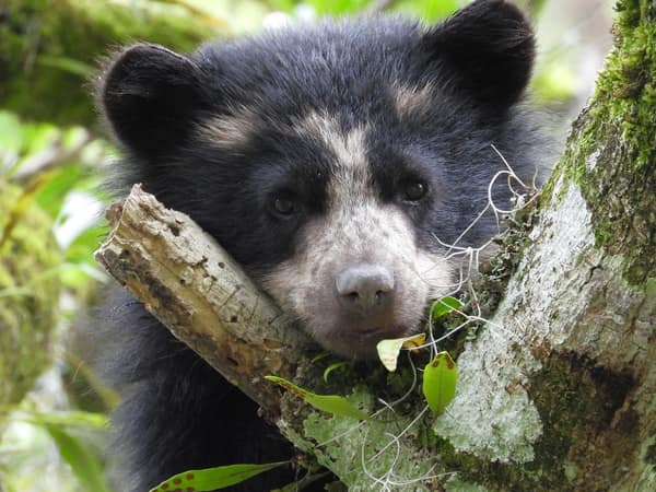 A wild Spectacled Bear in the Ecuadorian cloud forest