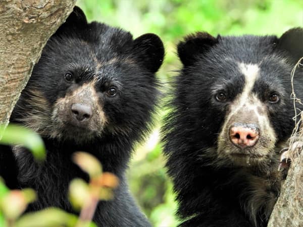 A wild Spectacled Bear in the Ecuadorian cloud forest