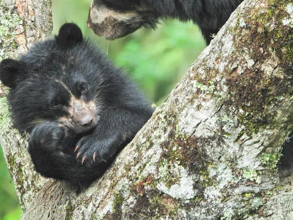A wild Spectacled Bear in the Ecuadorian cloud forest