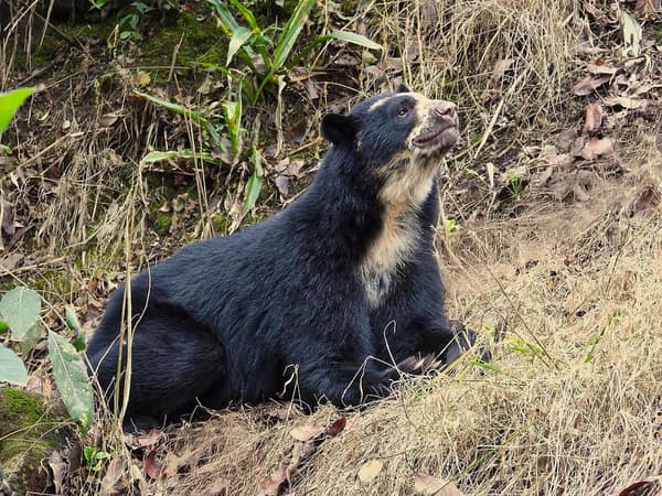 A wild Spectacled Bear in the Ecuadorian cloud forest
