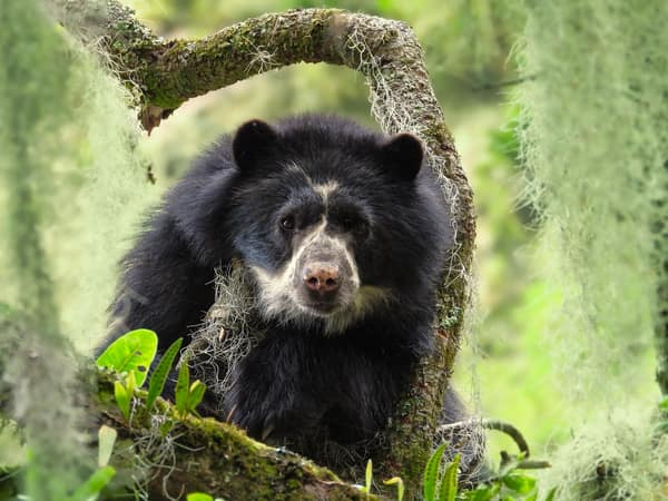 A wild Spectacled Bear in the Ecuadorian cloud forest
