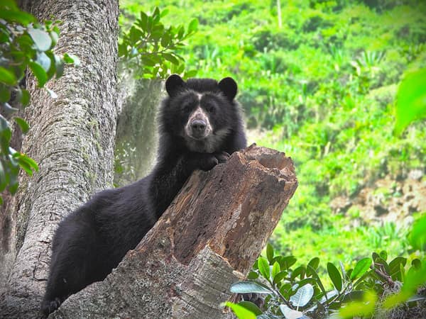 A wild Spectacled Bear in the Ecuadorian cloud forest