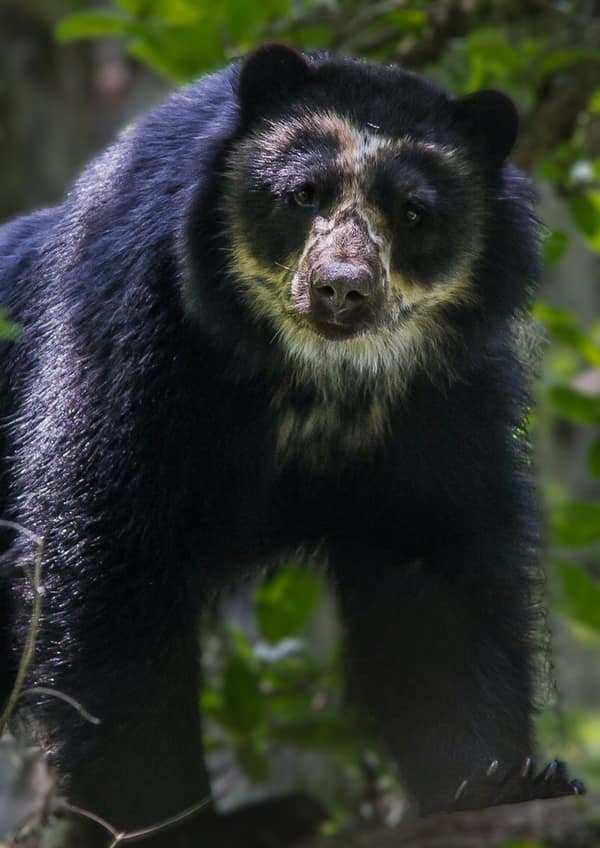 A wild Spectacled Bear in the Ecuadorian cloud forest