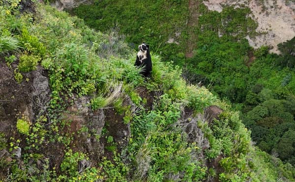 A wild Spectacled Bear in the Ecuadorian cloud forest