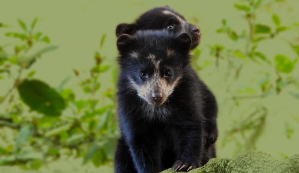 A wild Spectacled Bear in the Ecuadorian cloud forest