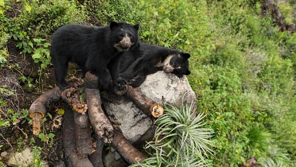 A wild Spectacled Bear in the Ecuadorian cloud forest