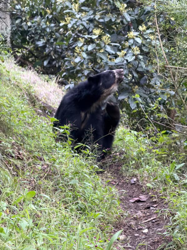 A wild Spectacled Bear in the Ecuadorian cloud forest