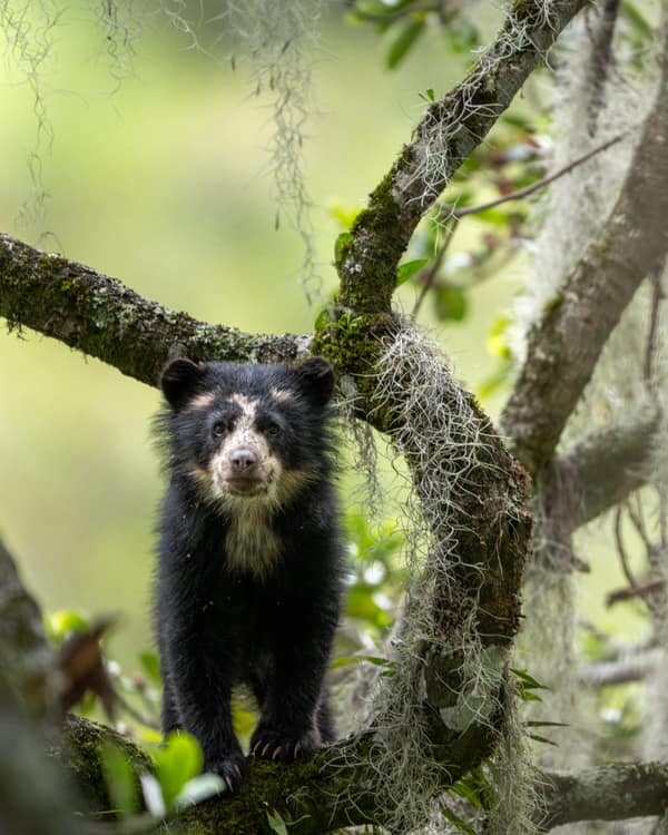 A wild Spectacled Bear in the Ecuadorian cloud forest