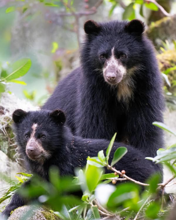 A wild Spectacled Bear in the Ecuadorian cloud forest