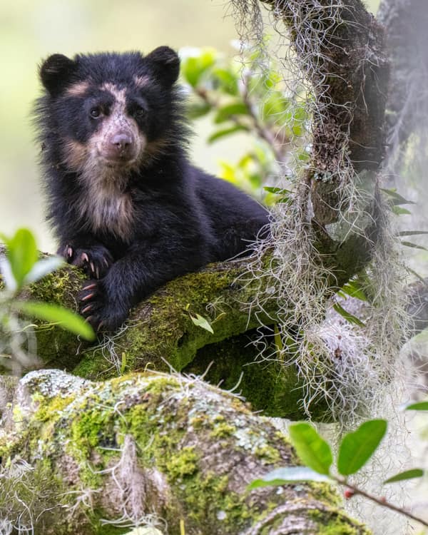 A wild Spectacled Bear in the Ecuadorian cloud forest