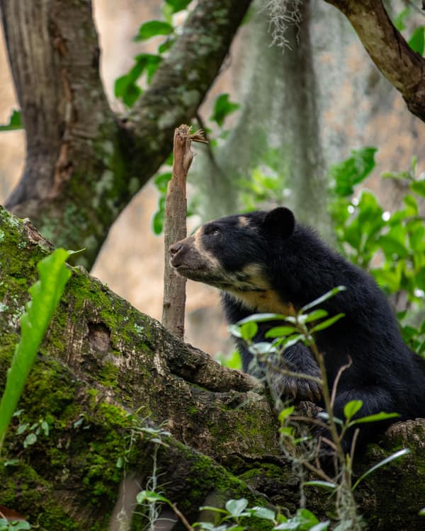 A wild Spectacled Bear in the Ecuadorian cloud forest