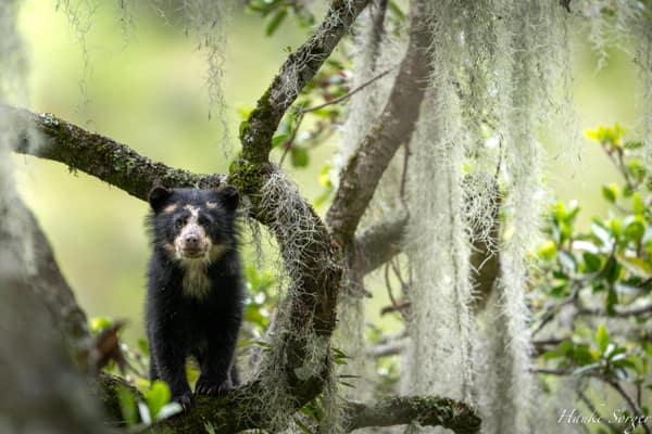 A wild Spectacled Bear in the Ecuadorian cloud forest