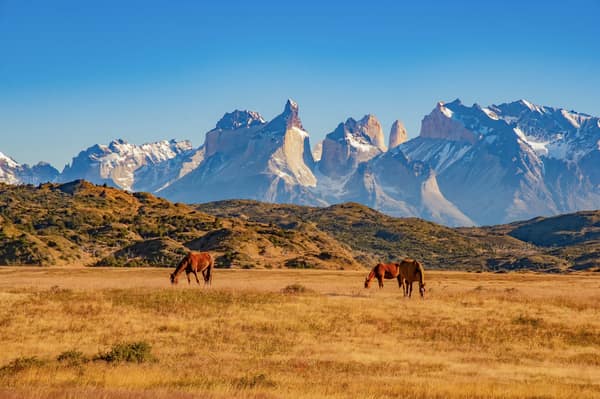 Horses grazing on the steppe below the Cuernos del Paine