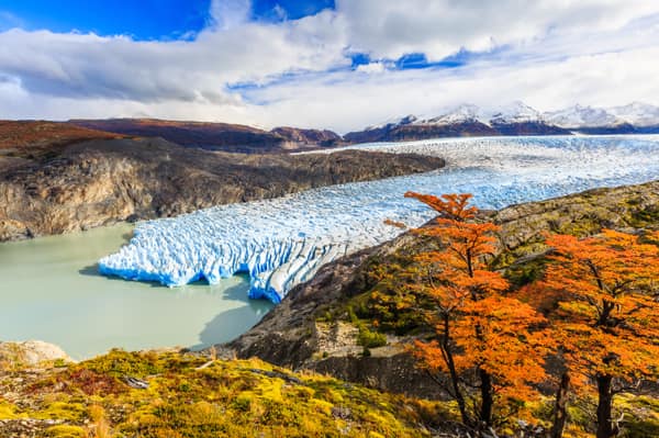 The Grey Glacier with autumn-colored lenga trees