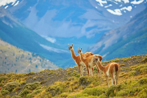 Three guanacos on a ridge before the mountains