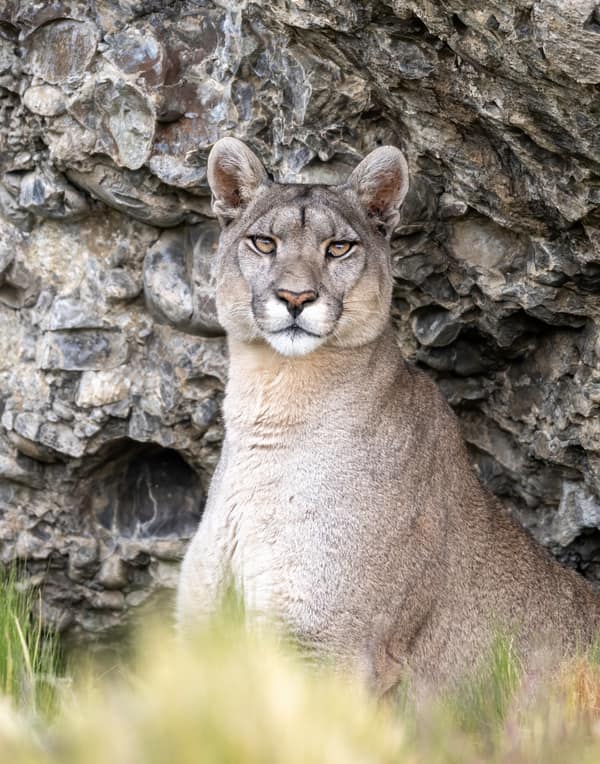 A puma portrait against a rock face in Torres del Paine