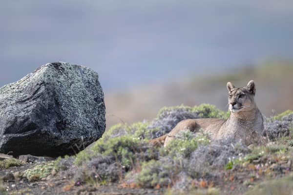 A puma resting on the Patagonian steppe beside a boulder