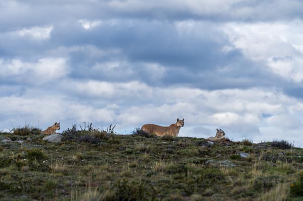 A puma with two cubs on a ridge under a dramatic Patagonian sky