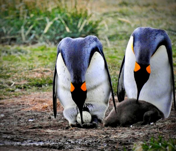 A King Penguin pair tending an egg and a chick