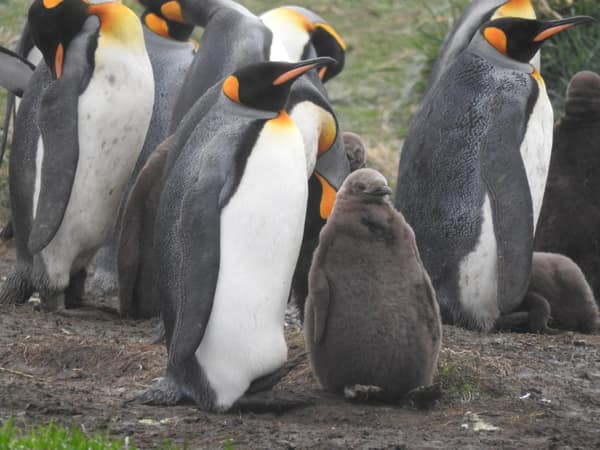 A King Penguin colony with a brown downy chick