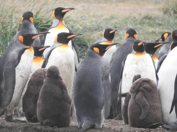 King Penguins and their chicks in the colony