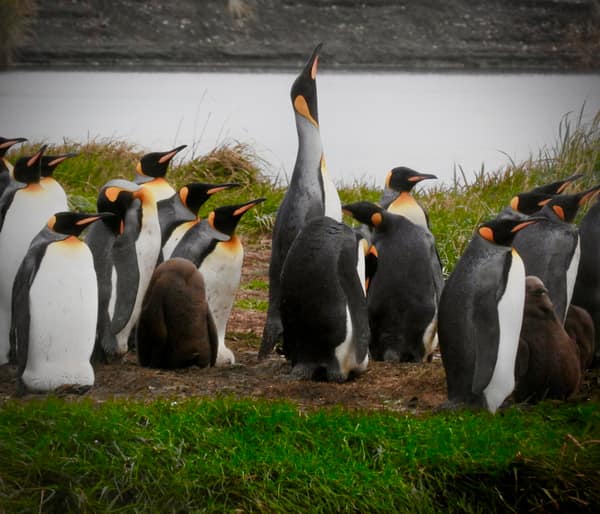 A King Penguin stretching its neck among the colony