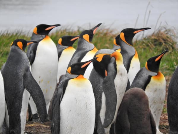 A close group of King Penguins by the grass