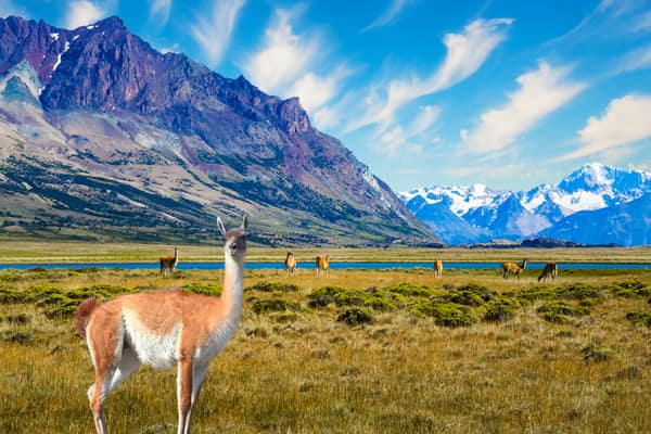 A guanaco on the steppe before snow-capped Patagonian mountains