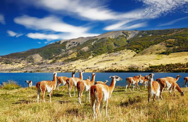 A herd of guanacos grazing beside a turquoise lake