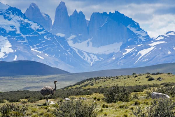 A Lesser Rhea on the steppe before the Torres del Paine massif