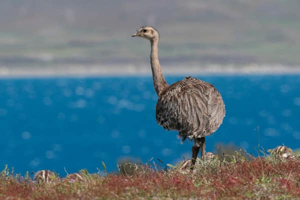 A Lesser Rhea walking along the shore of a blue lake