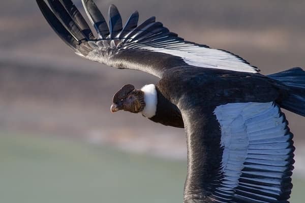 An Andean Condor gliding close, showing its white collar