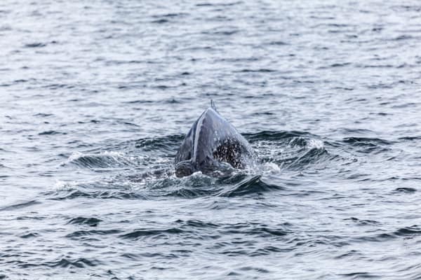 A humpback whale surfacing in the Beagle Channel