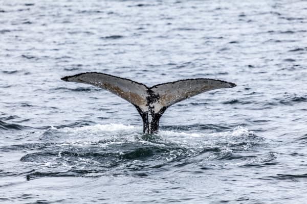 A humpback whale raising its tail fluke above the water