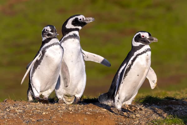 Three Magellanic Penguins on a grassy slope