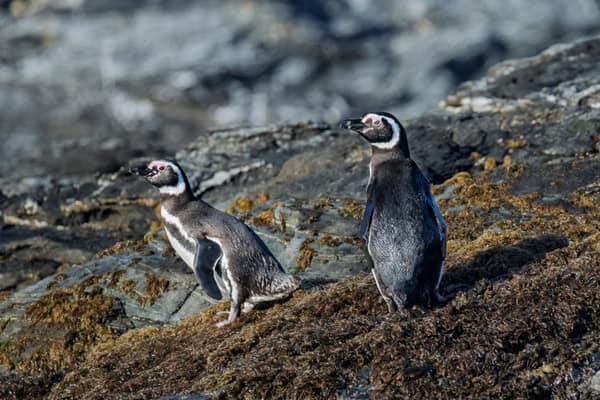 Two Magellanic Penguins on coastal rocks