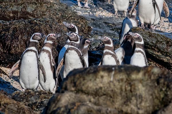A group of Magellanic Penguins among the shoreline rocks