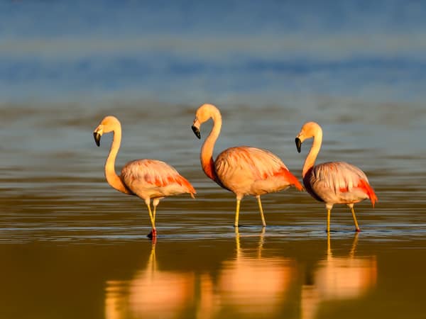 Three Chilean Flamingos wading with their reflections