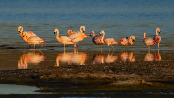 A group of Chilean Flamingos in a lagoon at golden light