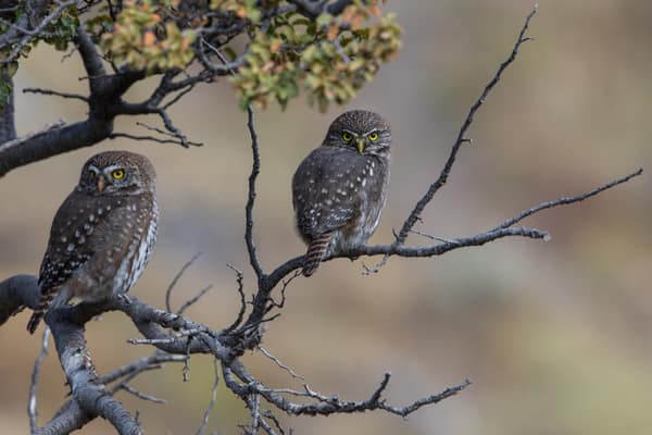 Two Austral Pygmy Owls perched on a branch