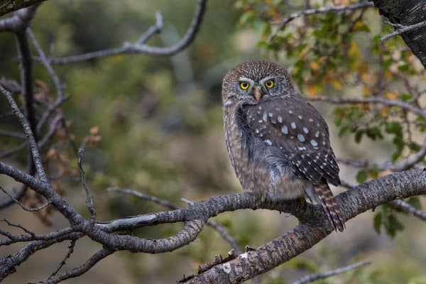 An Austral Pygmy Owl perched in the southern beech forest